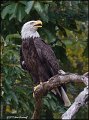 _1SB8018 american bald eagle